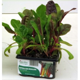 BIETOLA DA INSALATA MULTICOLORE VASCHETTA DA 12 PIANTINE BIETOLA DA INSALATA MULTICOLORE VASCHETTA DA 12 PIANTINE