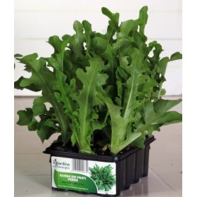 LATTUGA BARBA DEI FRATI VERDE VASCHETTA DA 12 PIANTINE LATTUGA BARBA DEI FRATI VERDE VASCHETTA DA 12 PIANTINE