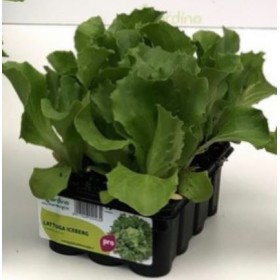 ICEBERG SALATA VERDE PATAGONIAASCHETTA DIN 12 RĂSADURI ICEBERG SALATA VERDE PATAGONIAASCHETTA DIN 12 RĂSADURI