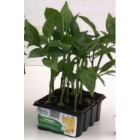 GALBEN TORO HORN PEPPER RINGO TAVĂ DE 12 RĂSADURI GALBEN TORO HORN PEPPER RINGO TAVĂ DE 12 RĂSADURI