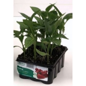 PIPER PICANT CALATAVA BRESE DE 12 PLANTE PIPER PICANT CALATAVA BRESE DE 12 PLANTE