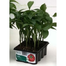 PEPPER TOPEPO ROSSO TAVĂ DE 12 RĂSADURI PEPPER TOPEPO ROSSO TAVĂ DE 12 RĂSADURI