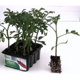 TAVĂ DE TOMATE DATTERINO ÎNALTĂ DE 12 RĂSADURI TAVĂ DE TOMATE DATTERINO ÎNALTĂ DE 12 RĂSADURI