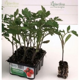ROMAN TOMATE OVALE STEELY TAVA MARE DE 12 RĂSADURI ROMAN TOMATE OVALE STEELY TAVA MARE DE 12 RĂSADURI