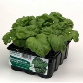 BUSUIOC SALATA TAVA DE FRUNZE DE 12 RĂSADURI BUSUIOC SALATA TAVA DE FRUNZE DE 12 RĂSADURI