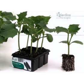 CETRIOLO JAZZER MEZZO LUNGO VASCHETTA DA 6 PIANTINE CETRIOLO JAZZER MEZZO LUNGO VASCHETTA DA 6 PIANTINE
