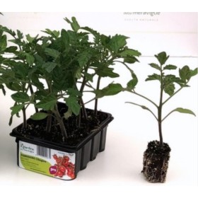 PIANTINE DI POMODORO PACHINO PIANTA DETERMINATA VASCHETTA DA 12 PIANTINE PIANTINE DI POMODORO PACHINO PIANTA DETERMINATA VASCHETTA DA 12