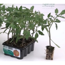 INIMA DE BO DE TOMATE A ALBENGEI TĂVĂ DE PLANTE NEDETERMINATĂ DE 12 PUIEȚI INIMA DE BO DE TOMATE A ALBENGEI TĂVĂ DE PLANTE NEDETERMINATĂ
