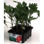 TOMATO MISSOURI STEELY PLANT DETERMINED TRAY OF 12 SEEDLINGS