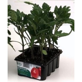 POMODORO MISSOURI ACCIAIOSO PIANTA DETERMINATA VASCHETTA DA 12 PIANTINE POMODORO MISSOURI ACCIAIOSO PIANTA DETERMINATA VASCHETTA DA 12