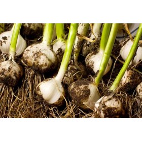 răsaduri AGLIO 12 PLANTE