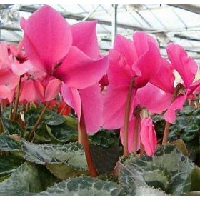 PLANTA CYCLAMEN ROȘU ÎN DIAM POT. 16 PLANTA CYCLAMEN ROȘU ÎN DIAM POT. 16