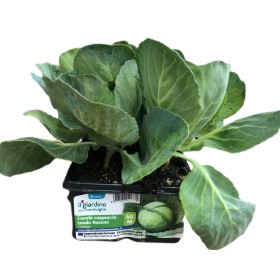 PIANTINE DI CAVOLO CAPPUCCIO TONDO NOZOMI CABBAGE VASCHETTA DA