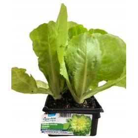 RĂSADURI DE TAVĂ ESCAROL BLONDĂ ANDIVĂ DE 6 PLANTE