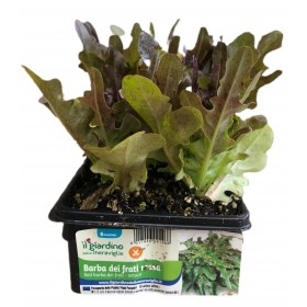 PIANTINE DI LATTUGA BARBA DEI FRATI ROSSA VASCHETTA DA 6 PIANTE