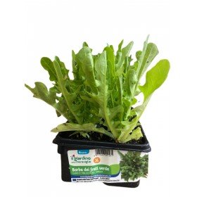PIANTINE DI LATTUGA BARBA DEI FRATI VERDE VASCHETTA DA 6 PIANTE