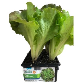 PLANTE DE SALATA VERDE CANASTA CHIARA TAVA DE 6 PLANTE