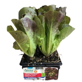 RĂSADURI DE SALATĂ TROCADAM FOST TAVA CU CAPAC ROȘU DE 6 PLANTE