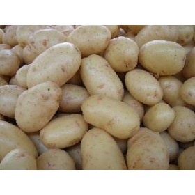 PATATE DA SEME AGRIA OLANDESI KG. 25