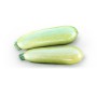 FITO SEMI DI ZUCCHINO F1 PASCAL 1000 SEMI