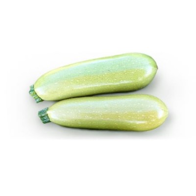 FITO SEMI DI ZUCCHINO F1 PASCAL 1000 SEMI