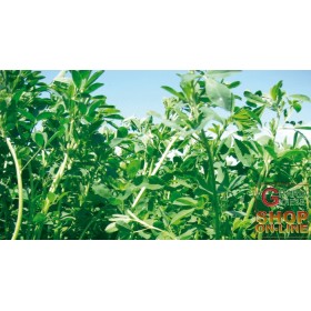 SEMI DI ERBA MEDICA SELEZIONE EQUIPE gr. 500