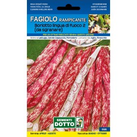 SEMINTE DE FAGIOLO RAMPICANTE BORLOTTO LIMBA DE FOC 2 GR. 250