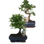 BONSAI MIX VASO CM. 15