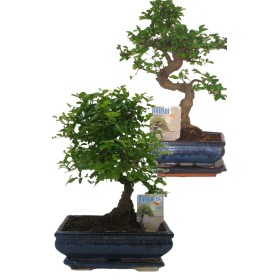 BONSAI MIX VASO CM. 15 BONSAI MIX VASO CM. 15