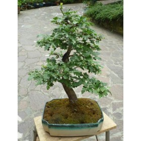 BONSAI OLIVO DECO BONSAI OLIVO DECO