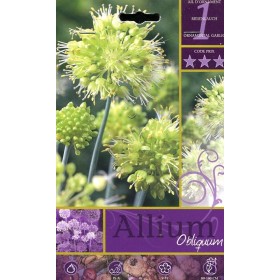 BULBI DE FLORI ALLIUM OBLIQUUM NR 1 BULBI DE FLORI ALLIUM OBLIQUUM NR 1