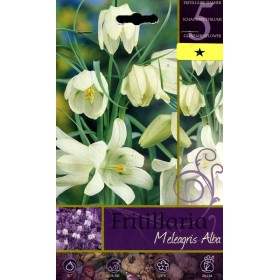 BULBI DE FLORI FRITILLARIA MEREAGRIS ALBA N. 5 BULBI DE FLORI FRITILLARIA MEREAGRIS ALBA N. 5