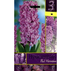 BULBI DI FIORE HYACINTHUS PAUL HEMANN N. 3