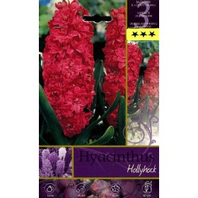 TOAMNA HARMONY LINE BECURI TOAMNA HARMONY LINE BECURI