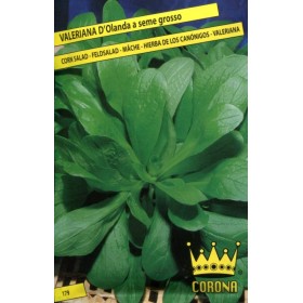 PUNGI DE COROANĂ SEMI- DI VALERIANA D OLANDE LA SEMINȚE GROSIERE