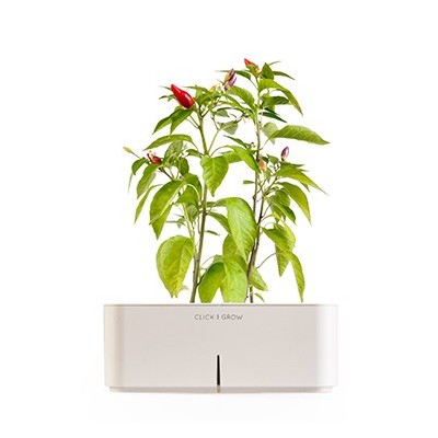 CLICK E GROW STARTER KIT PEPERONCINO