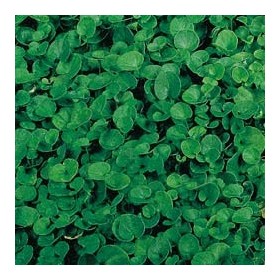 DOTTO SEMINTE PRATO DICHONDRA REPENS ENVELOPE GR. 200