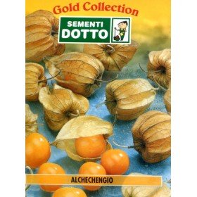 DOTTO PUNGI ALCHECHENGIO SEMINTE