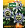 DOTTO BUSTE SEMI PASSIFLORA COERULEA