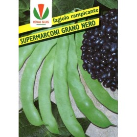 FAGIOLO GR. RAMPĂ 500. super marconi S.NERO ROYAL SEED FAGIOLO GR. RAMPĂ 500. super marconi S.NERO ROYAL SEED