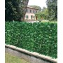 ARELLE HEDGE EVERGREEN LAUREL MT. 1 X 3