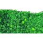 ARELLE HEDGE EVERGREEN LAURO MT.1 X 20