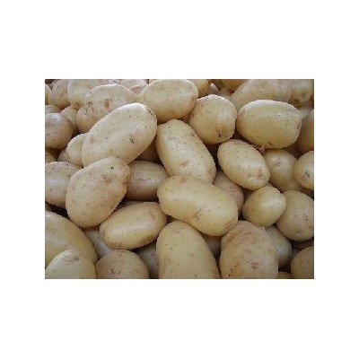 PATATE DA SEME SPUNTA ORINALI OLANDESE KG. 25