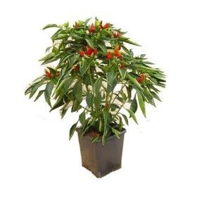 ARDEI IUTE ÎN DIAM OALĂ. 14 ARDEI IUTE ÎN DIAM OALĂ. 14