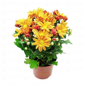 PIANTA DI CRISANTEMO VASO 12 PIANTA DI CRISANTEMO VASO 12