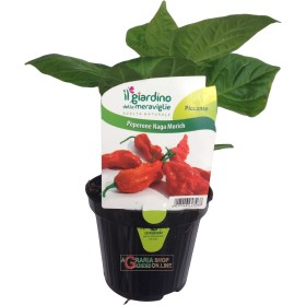 HOT PEPPER PLANT NAGUN MORICH ÎN BORCAN HOT PEPPER PLANT NAGUN MORICH ÎN BORCAN