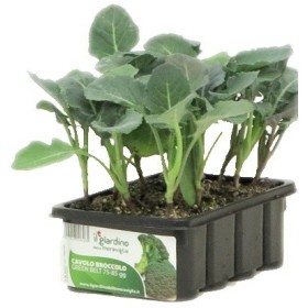 PIANTINE DI BROCCOLO GREEN BELT 12 FORI