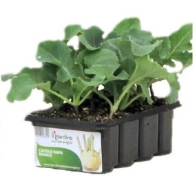 C RĂSADURIAVOCAPACUL LUNAR GREEN 12 GĂURI C RĂSADURIAVOCAPACUL LUNAR GREEN 12 GĂURI