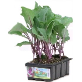 RĂSADURI DE CAVONAP VIOLET 12 GĂURI RĂSADURI DE CAVONAP VIOLET 12 GĂURI