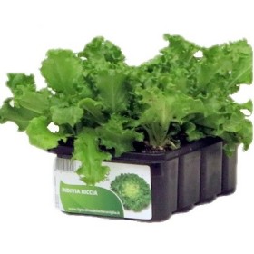 RĂSADURI DE CONF CIGAL ANDIV CREȚ. 12 RĂSADURI DE CONF CIGAL ANDIV CREȚ. 12